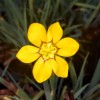 Sisyrinchium macrocarpum